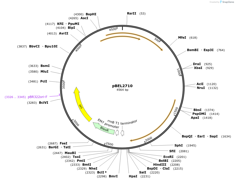 201989-plasmid-map-sequence-id-400022