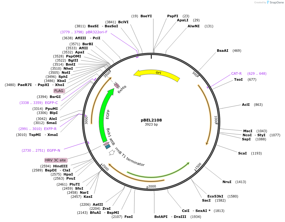 201969-plasmid-map-sequence-id-400023