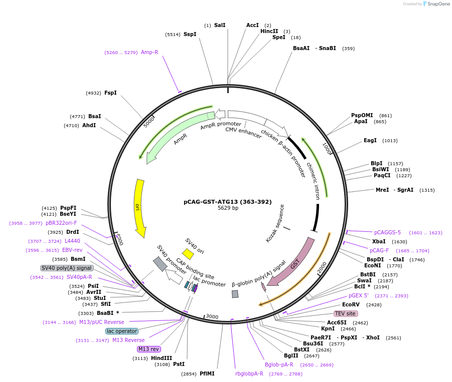 203555-plasmid-map-sequence-id-400024