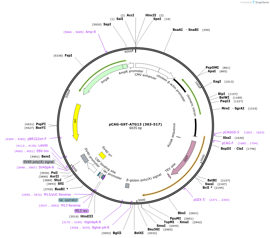 203551-plasmid-map-sequence-id-400025
