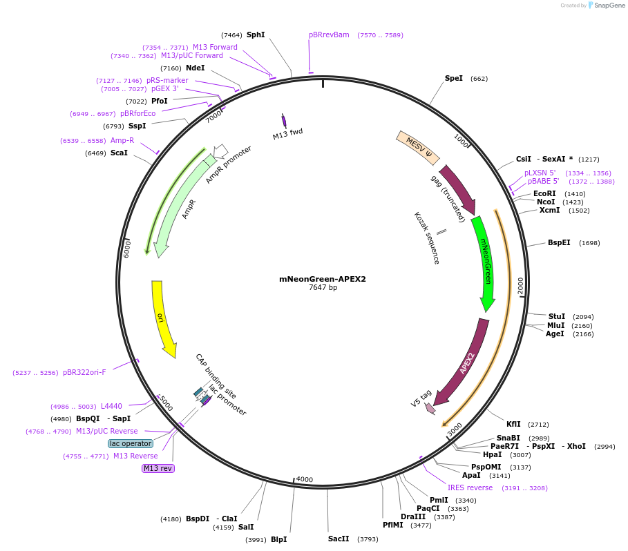202591-plasmid-map-sequence-id-400026