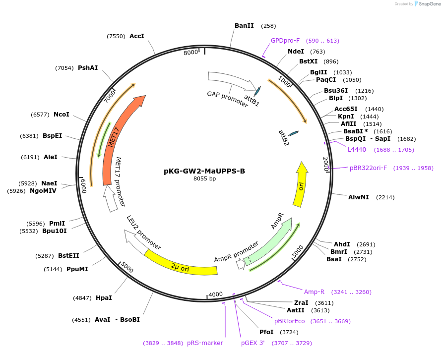 203175-plasmid-map-sequence-id-400044