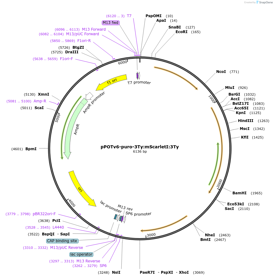 201093-plasmid-map-sequence-id-400048