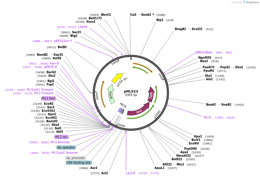 203345-plasmid-map-sequence-id-400060