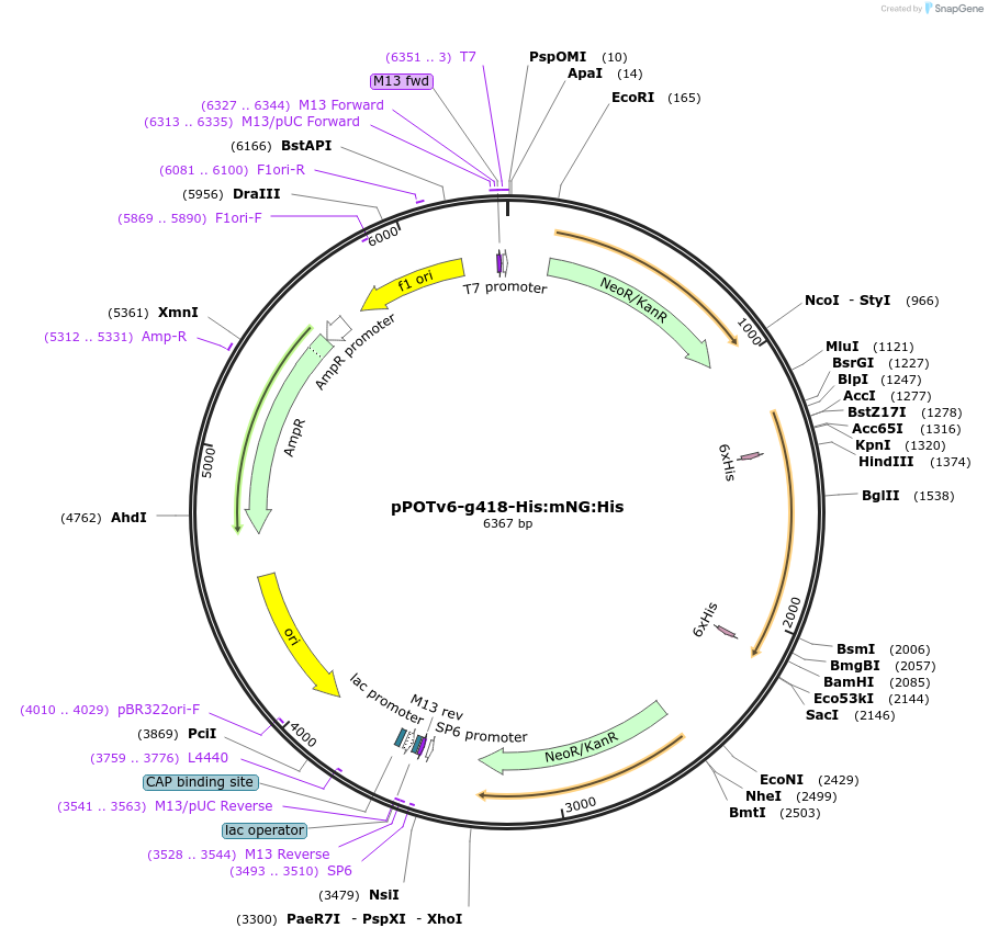 201095-plasmid-map-sequence-id-400064