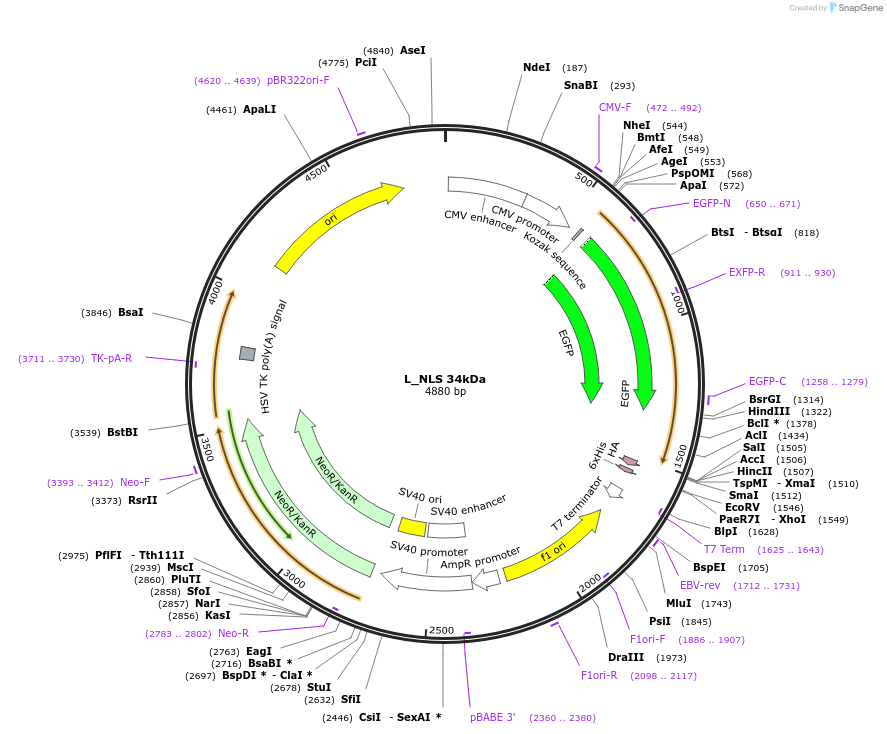 201358-plasmid-map-sequence-id-400066