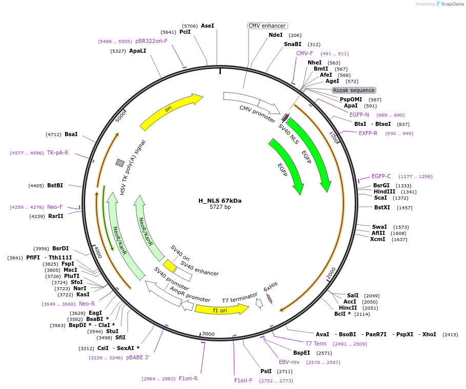 201372-plasmid-map-sequence-id-400067