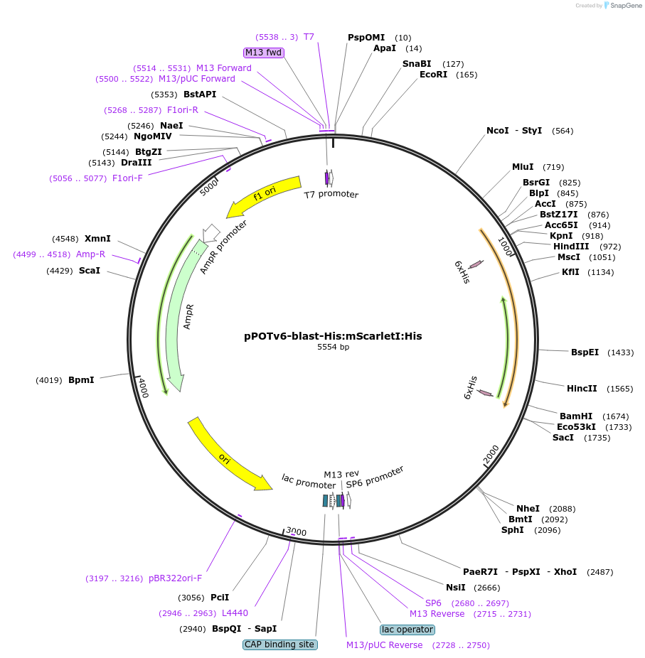 201097-plasmid-map-sequence-id-400069