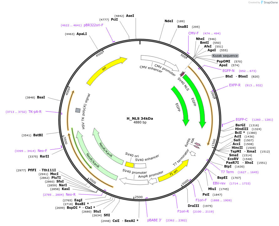 201369-plasmid-map-sequence-id-400070