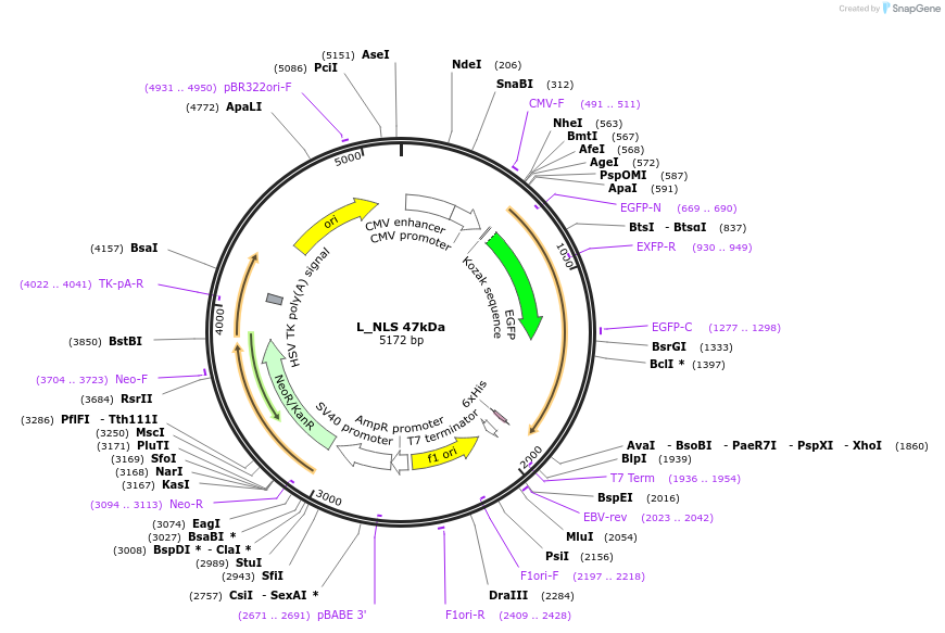 201359-plasmid-map-sequence-id-400071