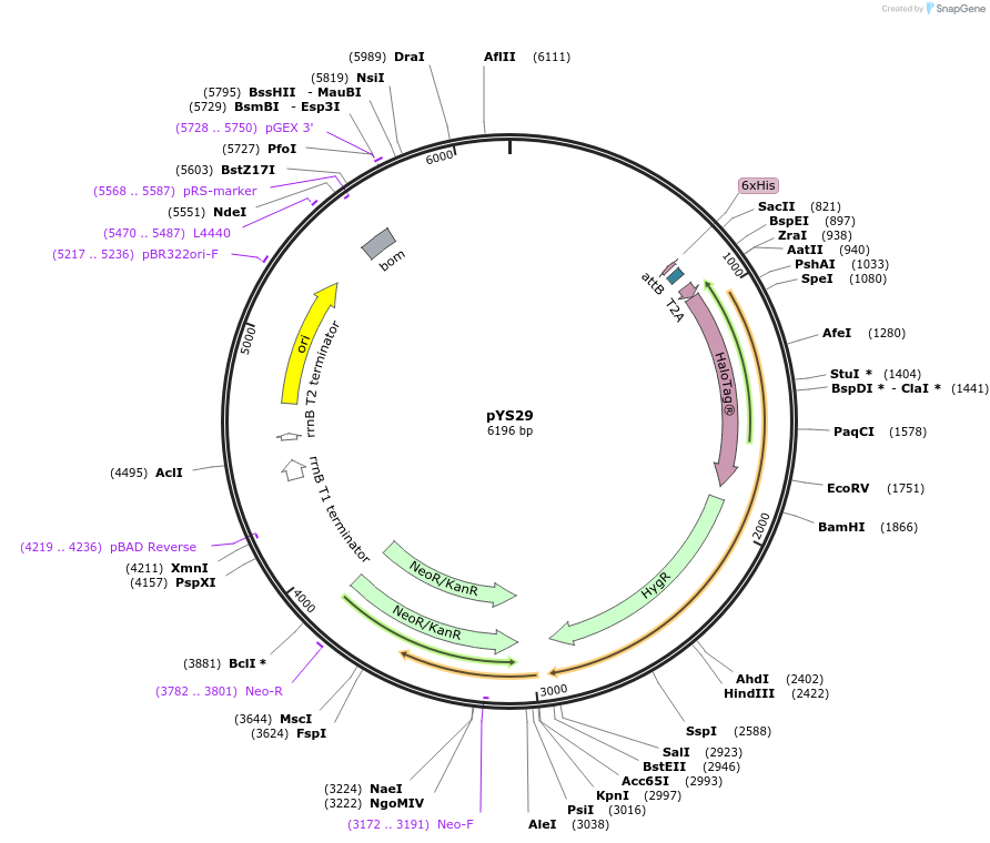 202086-plasmid-map-sequence-id-400073