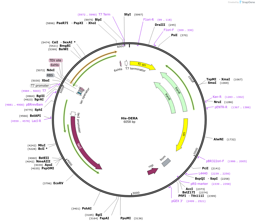 203225-plasmid-map-sequence-id-400074