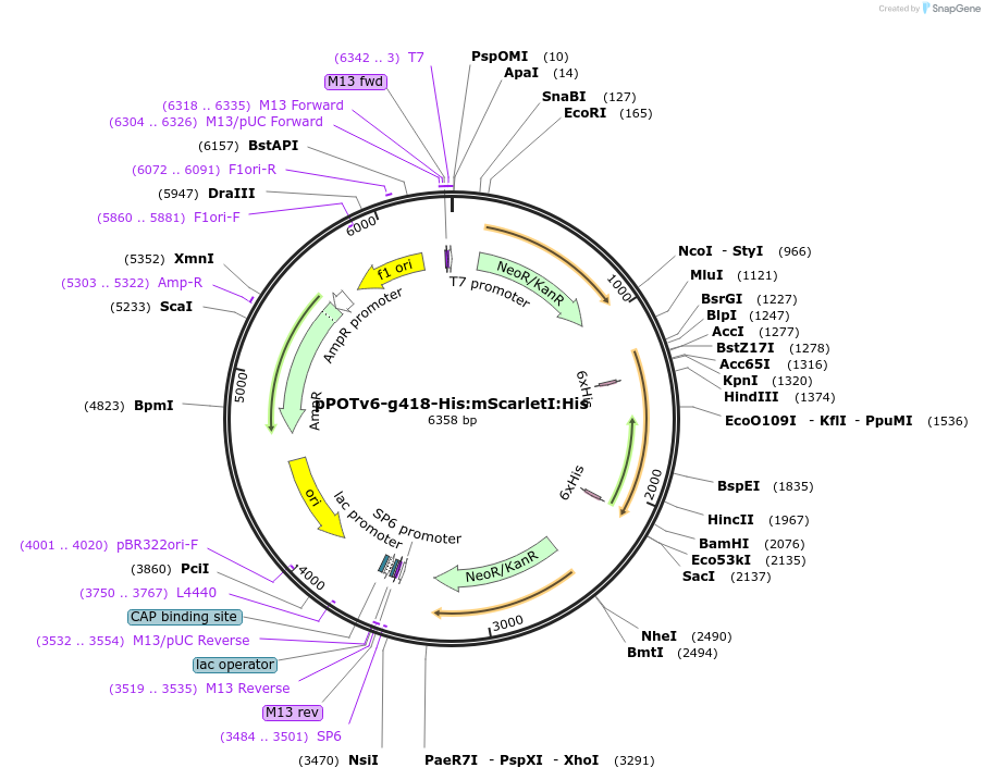 201098-plasmid-map-sequence-id-400076