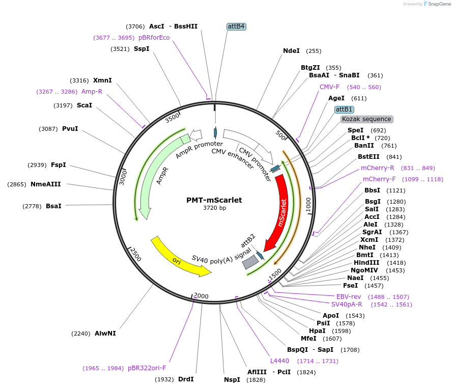 203779-plasmid-map-sequence-id-400078