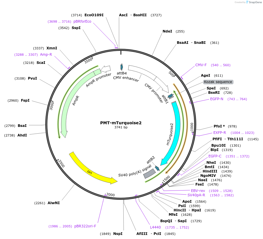 203775-plasmid-map-sequence-id-400081