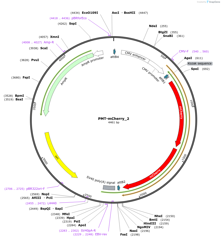 203782-plasmid-map-sequence-id-400085