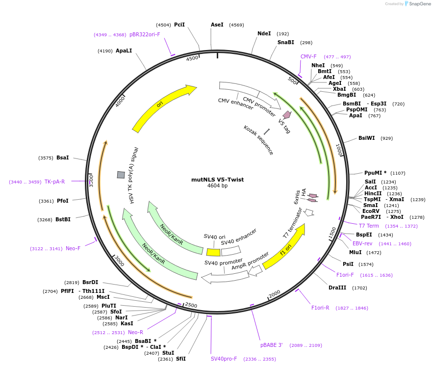 201380-plasmid-map-sequence-id-400093