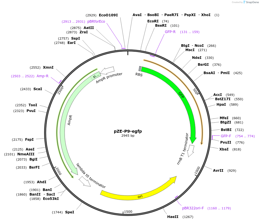 201790-plasmid-map-sequence-id-400097