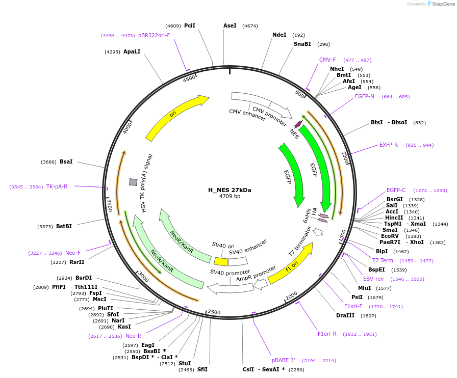 201367-plasmid-map-sequence-id-400100