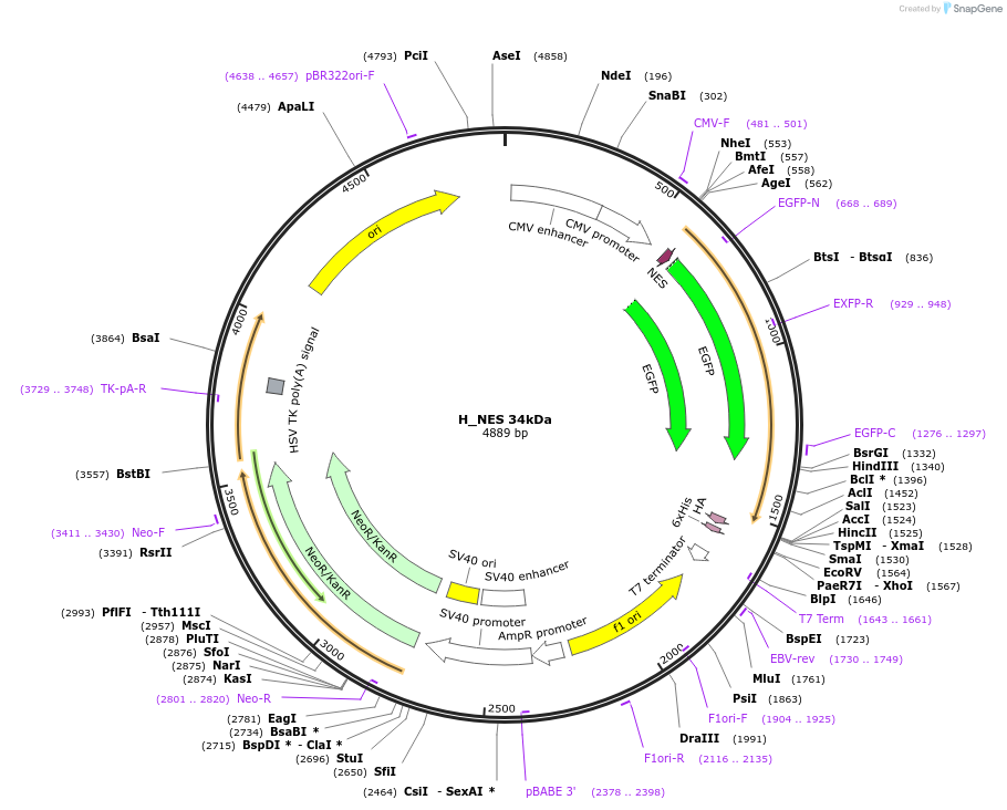201352-plasmid-map-sequence-id-400103