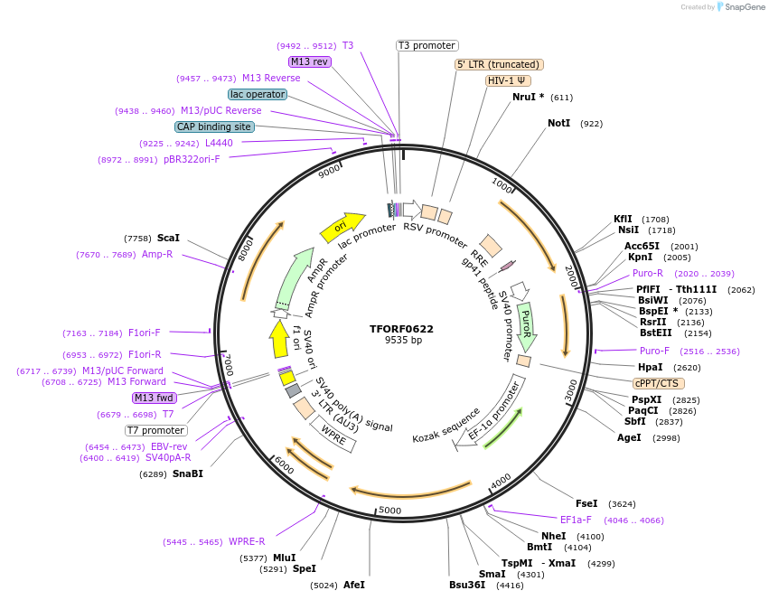 141646-plasmid-map-sequence-id-400104