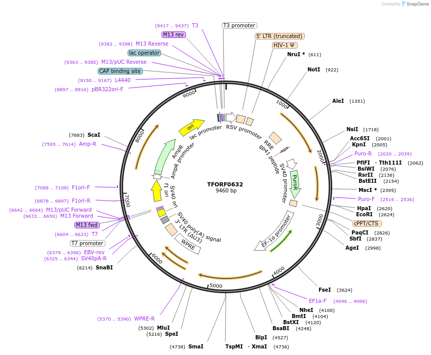 141647-plasmid-map-sequence-id-400105