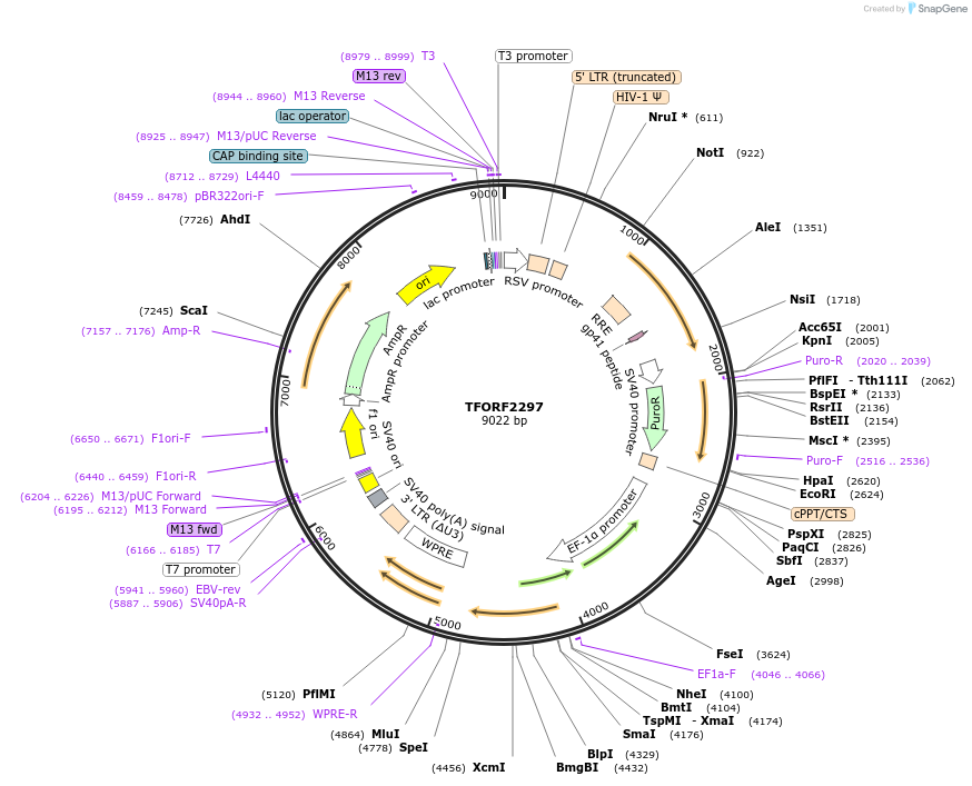 143361-plasmid-map-sequence-id-400159