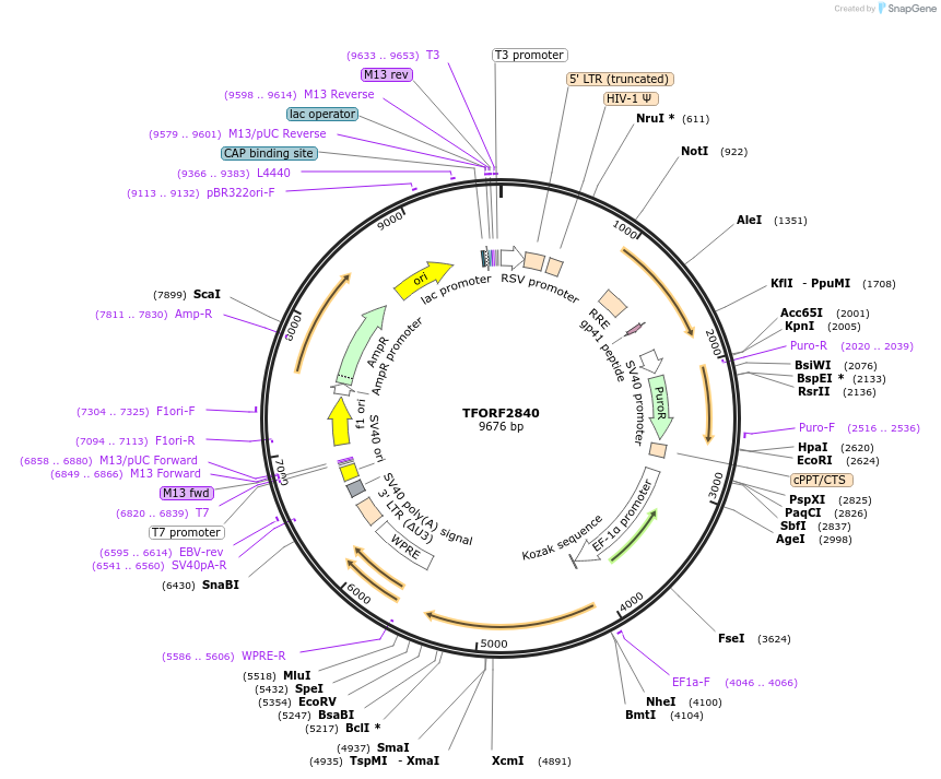 143379-plasmid-map-sequence-id-400207