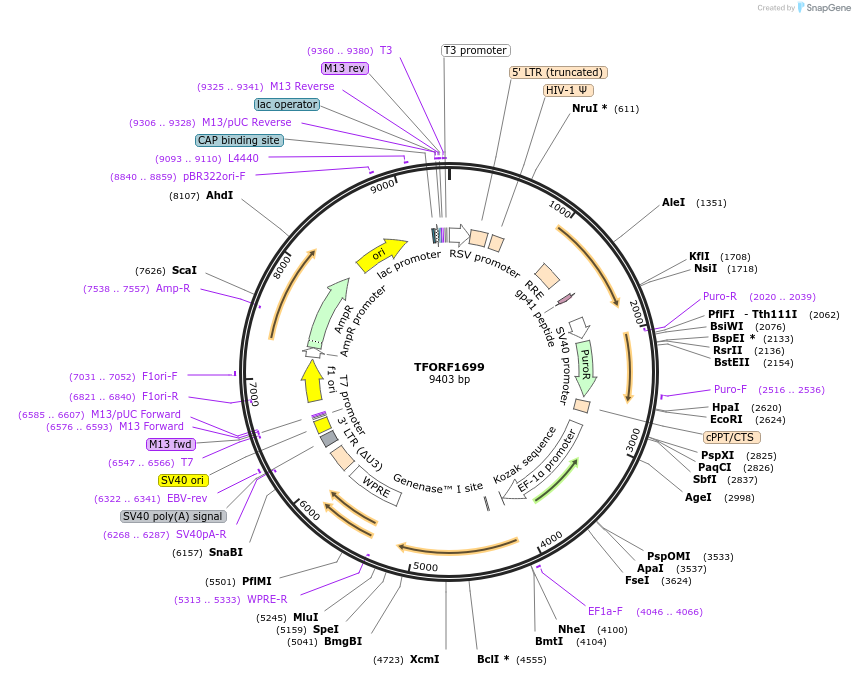 143306-plasmid-map-sequence-id-400229