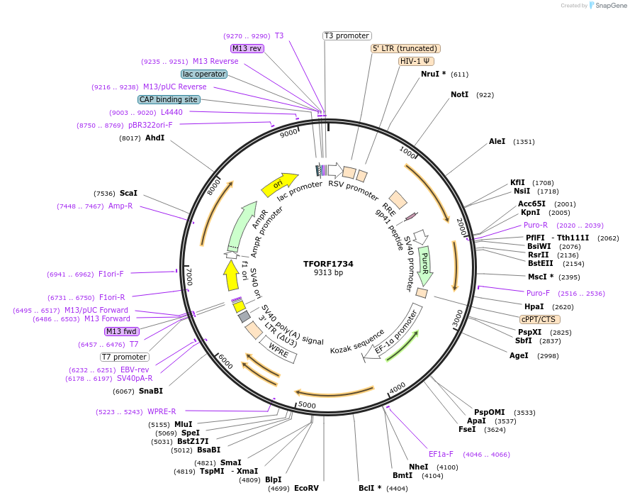 143310-plasmid-map-sequence-id-400270