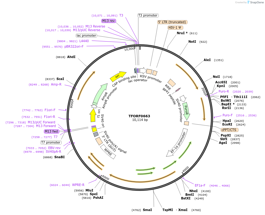 141654-plasmid-map-sequence-id-400275