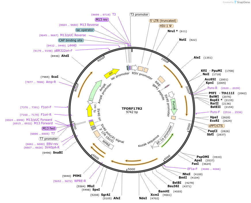 143315-plasmid-map-sequence-id-400277