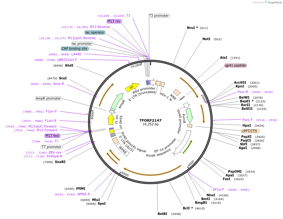 143346-plasmid-map-sequence-id-400279