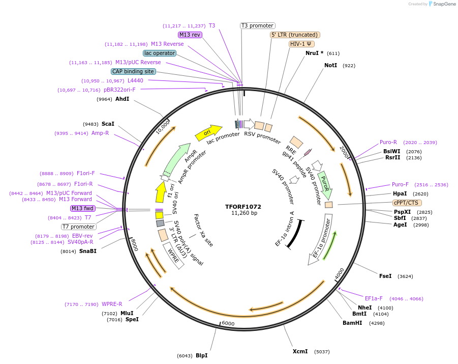 141790-plasmid-map-sequence-id-400280