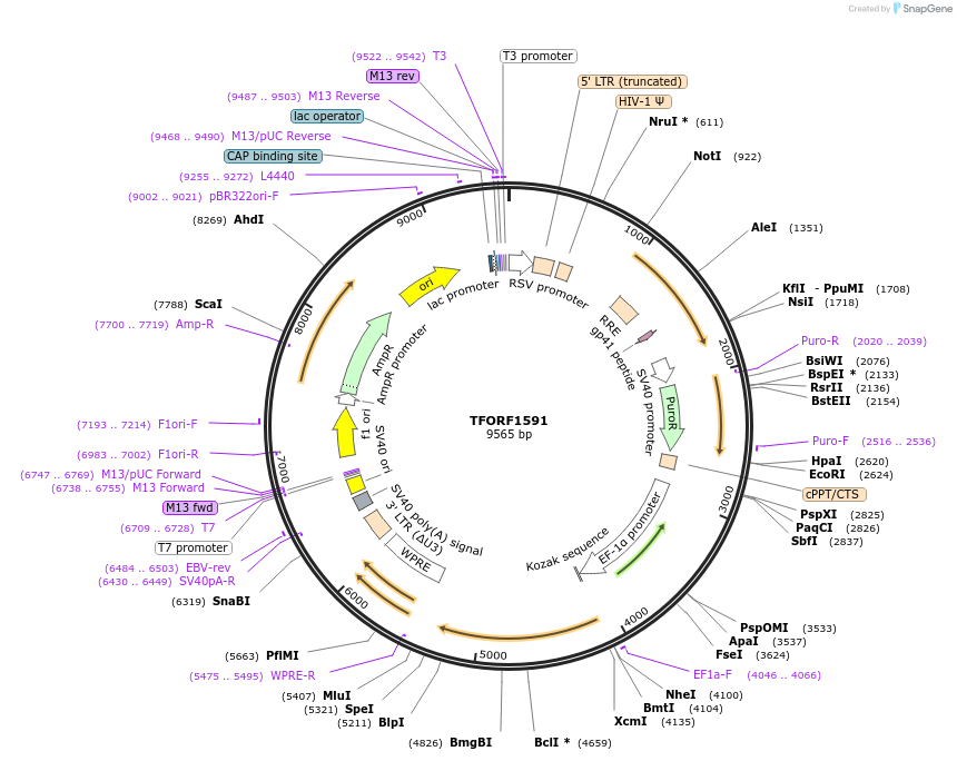 143301-plasmid-map-sequence-id-400283