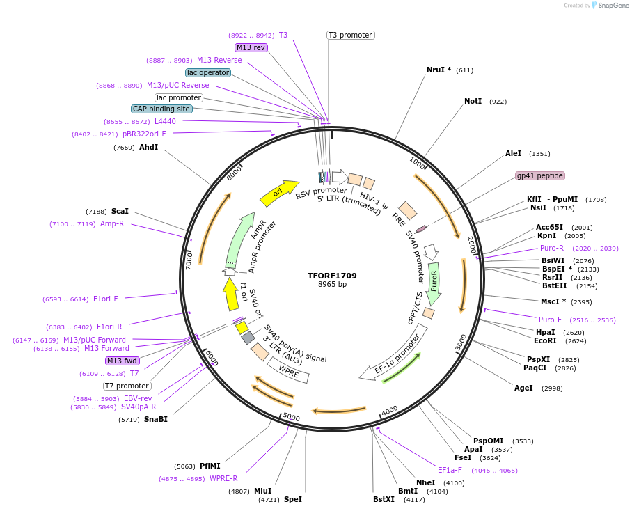 143309-plasmid-map-sequence-id-400284