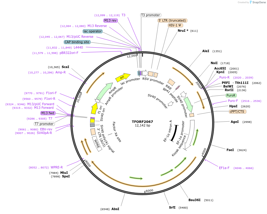 143334-plasmid-map-sequence-id-400288