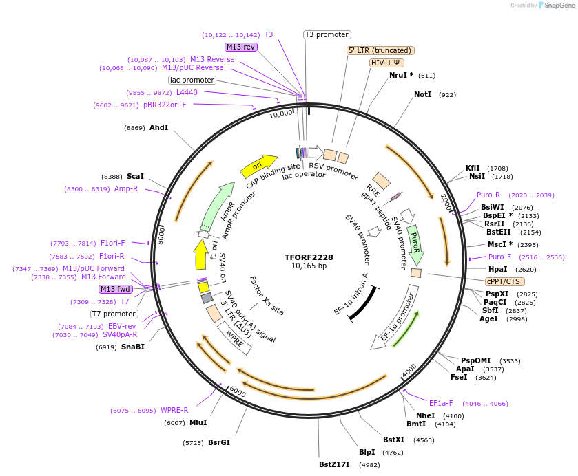 143356-plasmid-map-sequence-id-400292