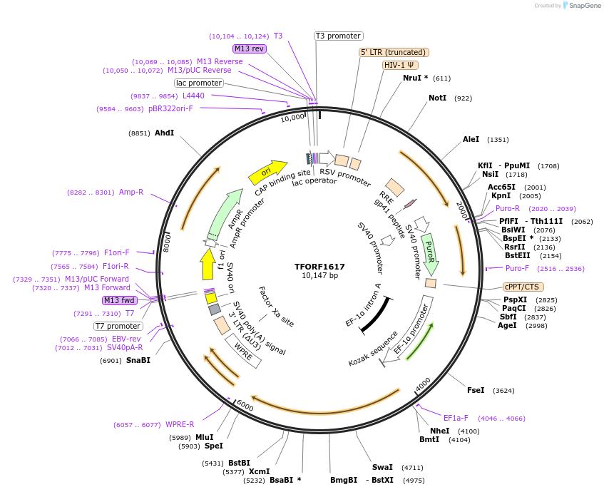 143302-plasmid-map-sequence-id-400294