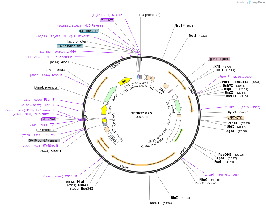 143322-plasmid-map-sequence-id-400305