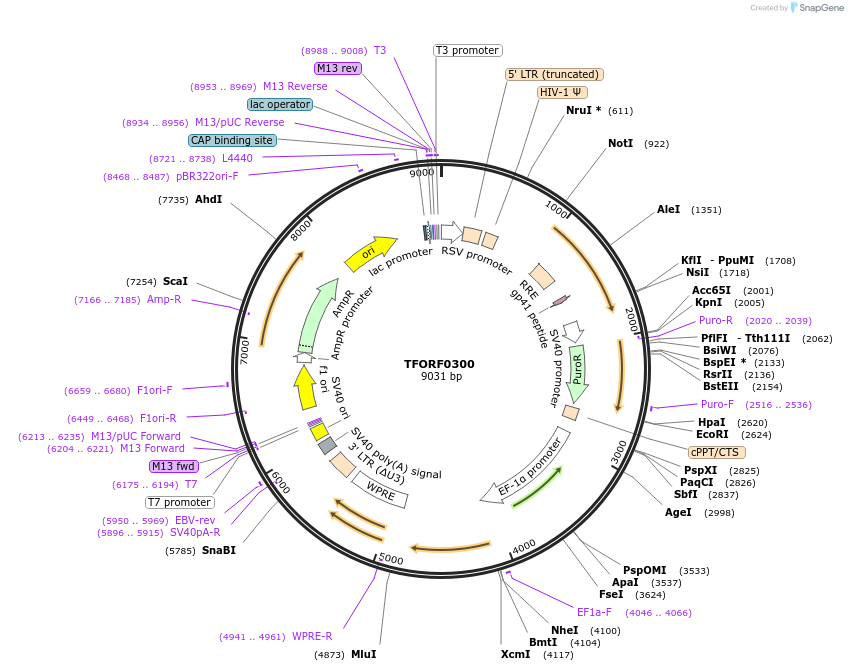 141568-plasmid-map-sequence-id-400306