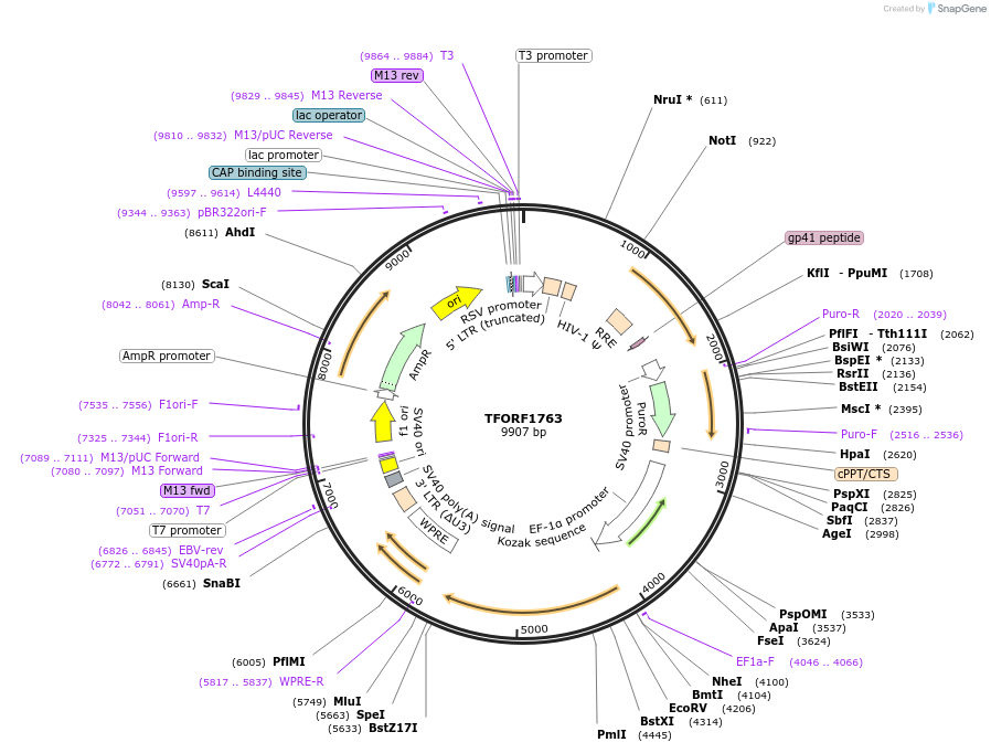 143313-plasmid-map-sequence-id-400311