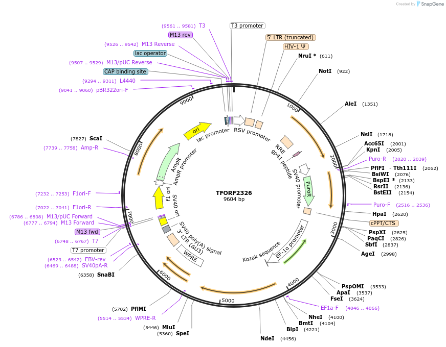 143363-plasmid-map-sequence-id-400314