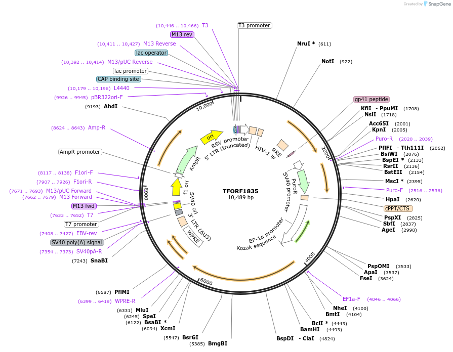 143323-plasmid-map-sequence-id-400316