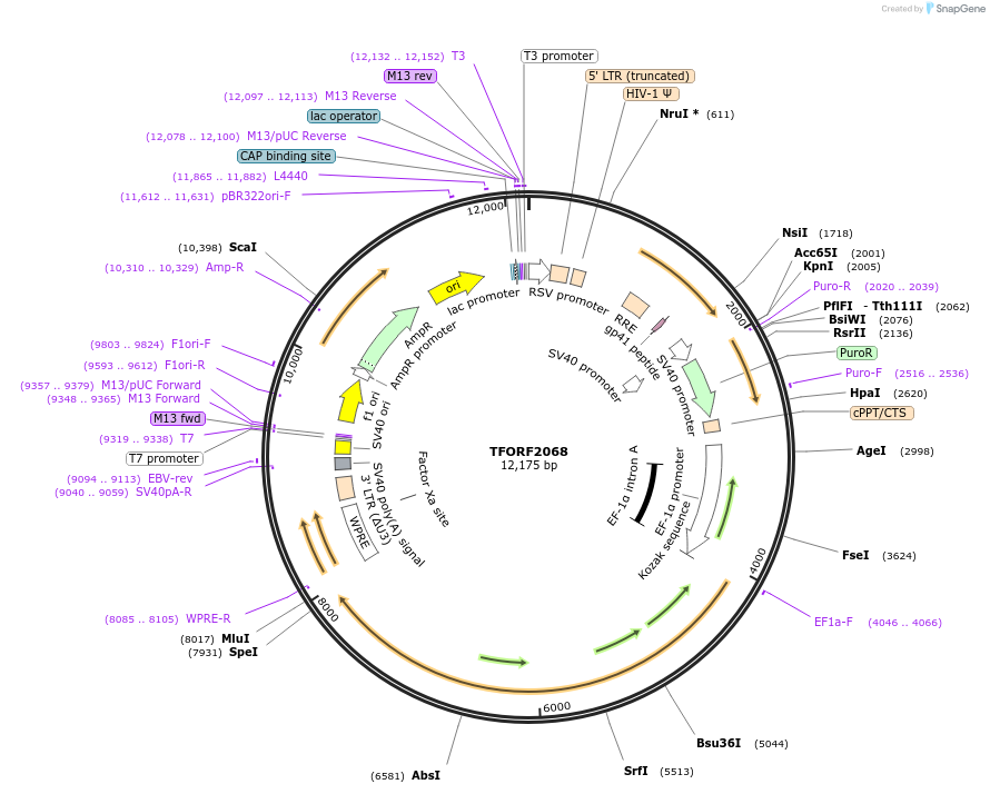 143335-plasmid-map-sequence-id-400321