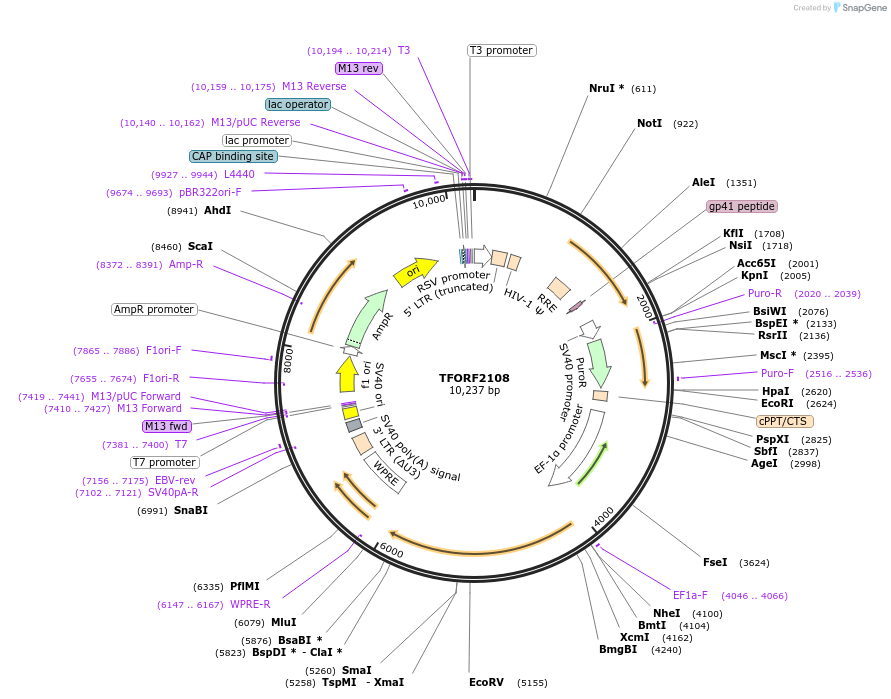 143338-plasmid-map-sequence-id-400322
