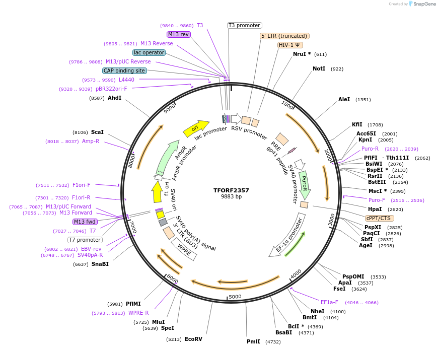 143364-plasmid-map-sequence-id-400326