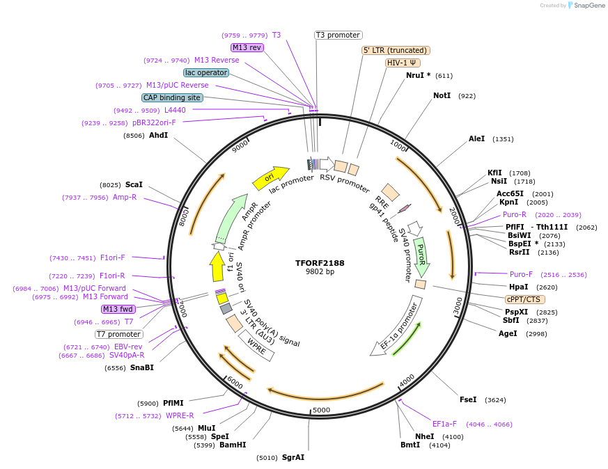 143350-plasmid-map-sequence-id-400333
