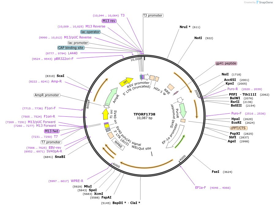 143311-plasmid-map-sequence-id-400345