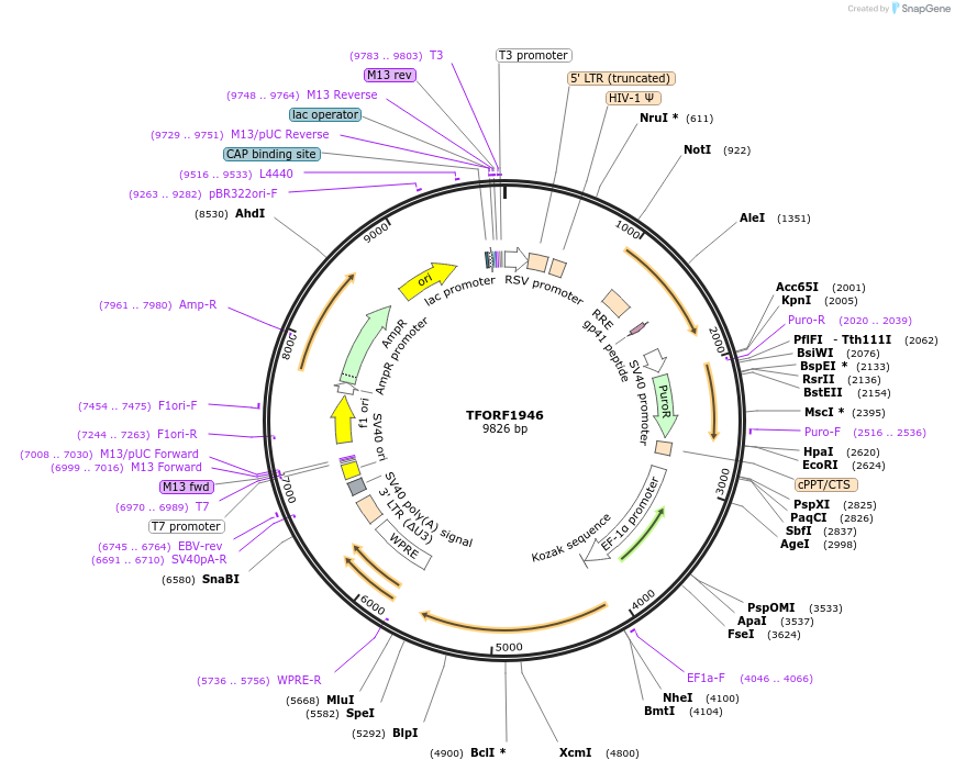 143558-plasmid-map-sequence-id-400349